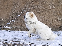 比利牛斯山狗,跳转,运动