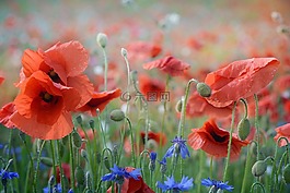 罌粟,開花,花