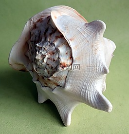 貝殼,海洋,蝸牛