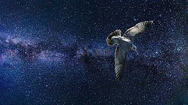 宇宙,鳥,空間