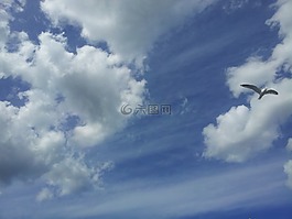 himmel,云,鳥