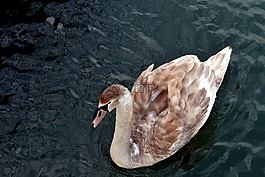動物,鳥,天鵝