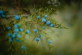 藍莓,漿果,成熟