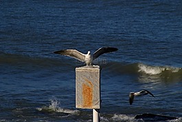 海鷗,飛,ave