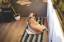 狗,amstaff,大