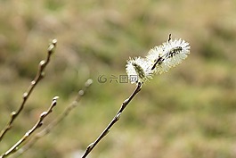 小貓,褪色柳,春天