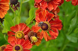 孫釀造,鮮花,蜜蜂