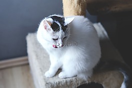 貓,白,動物