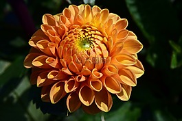 嬌琴紗,橙,花