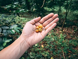 自然,木材,植物區(qū)系