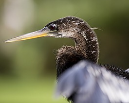 鳥,佛羅里達,動物