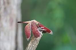 昆蟲(chóng),紫色,自然
