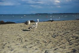 海鷗,鳥,動物