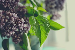 丁香,花,葉