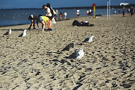 海鷗,鳥,沙