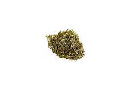 大麻,芽