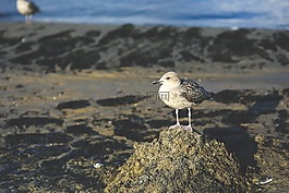 海鷗,鳥,沙