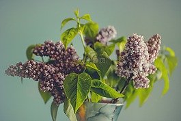 丁香,花,葉