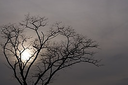 樹(shù),太陽(yáng),多云