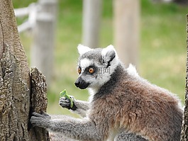 環(huán)尾狐猴,動物,馬達加斯加