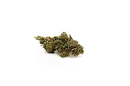 大麻,芽