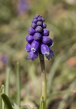 muscari,开花,花