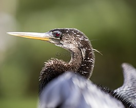 鳥,佛羅里達,動物