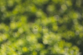 绿色,散景,背景