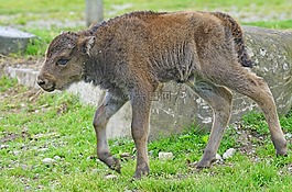 wisent,年轻的动物,小牛