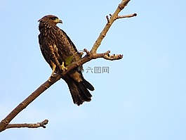 獵鷹,鷹,捕食鳥
