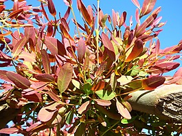 eucaliptus,植物,葉