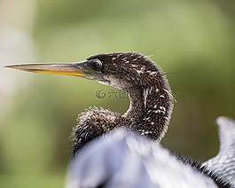 鳥,佛羅里達,動物