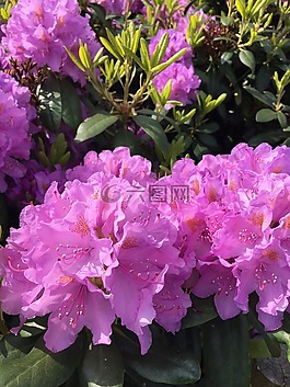 春天,歐登塞,杜鵑