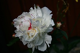 開花,花花園,關(guān)閉