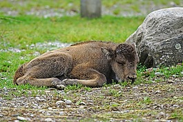 wisent,年轻的动物,小牛