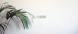 背景,網站,植物