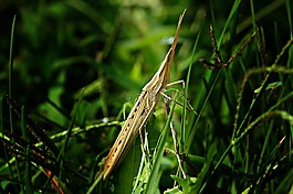 螳螂,phasmid,昆蟲