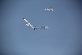 海鷗,鳥(niǎo)類(lèi),海岸