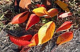 秋季,秋天的樹(shù)葉,樹(shù)葉