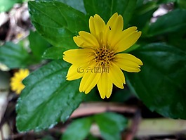 綠化,花,黃色