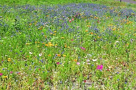 野生花卉草甸,丰富多彩,盛开
