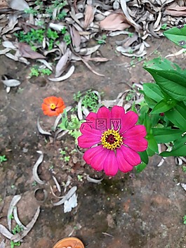 花,粉紅色,街花