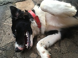 狗,動物,bug