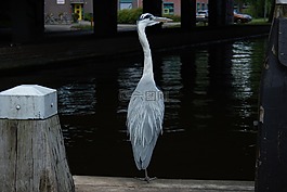 蒼鷺,鳥,水