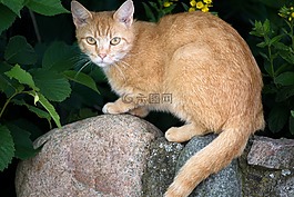 貓,動物,性質