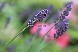 熏衣草,薰衣草花,开花
