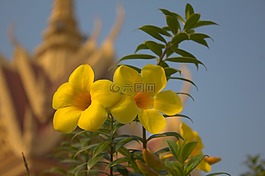 黃色,花,鮮花