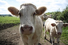 母牛,動物,哺乳動物
