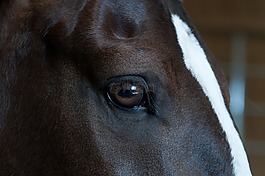 眼,馬,動物