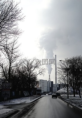 樹,路,冬天